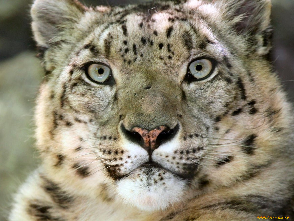 cincy, zoo, snow, leopard, , , , 